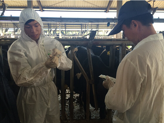 廣州市動(dòng)監(jiān)所開(kāi)展奶牛芯片注射及手持式標(biāo)簽閱讀器使用培訓(xùn)